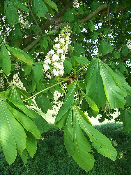 Horse chestnut